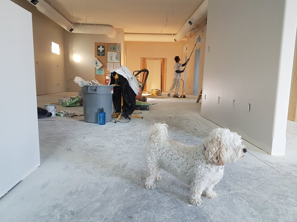 home renovation with dog